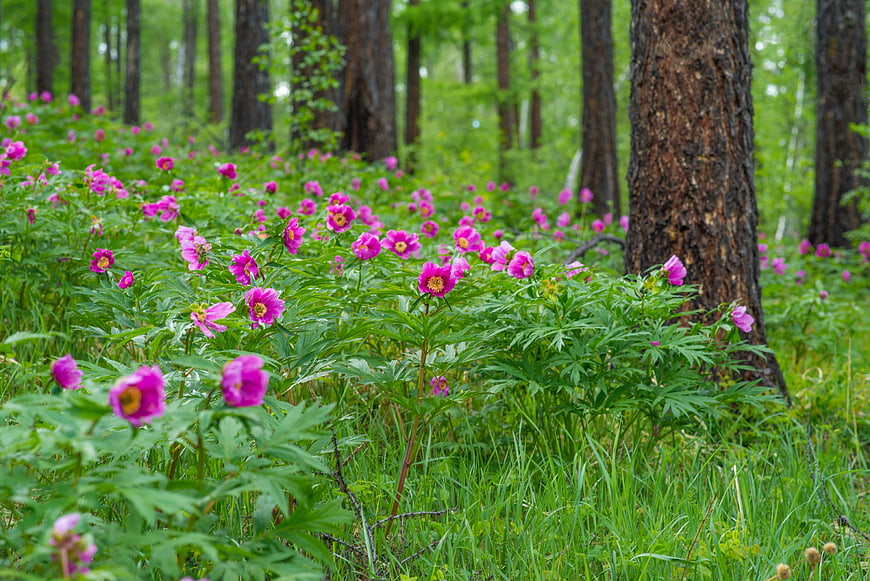 Wild Pink Peonies Blooming In Lush Green Larch Forest Undergrowth
