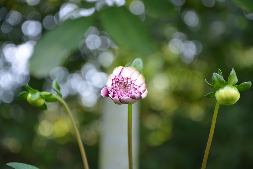 Pink Dahlia Flower Bud with Green Background