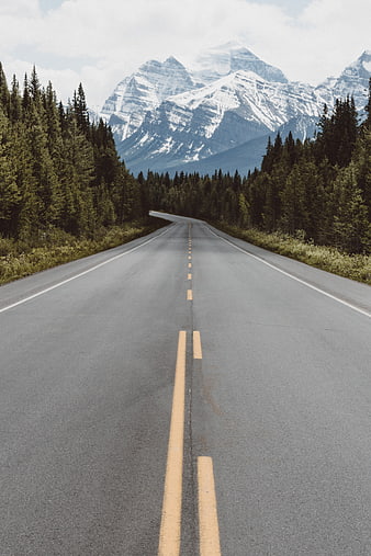 Asphalt road leading to snow-capped mountains through pine forest