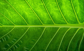 Macro Green Leaf Vein Texture Background