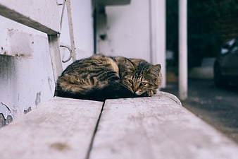 Tabby cat resting on weathered white wooden bench outdoors
