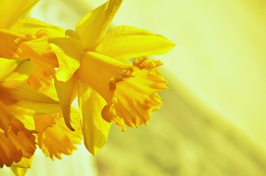 Close-up of yellow daffodils blooming in bright spring sunlight