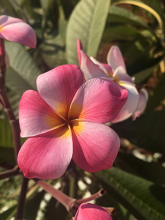 Close-up of vibrant pink plumeria flower with yellow center