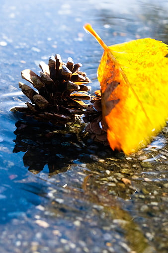 Yellow autumn leaf and pinecone in icy puddle