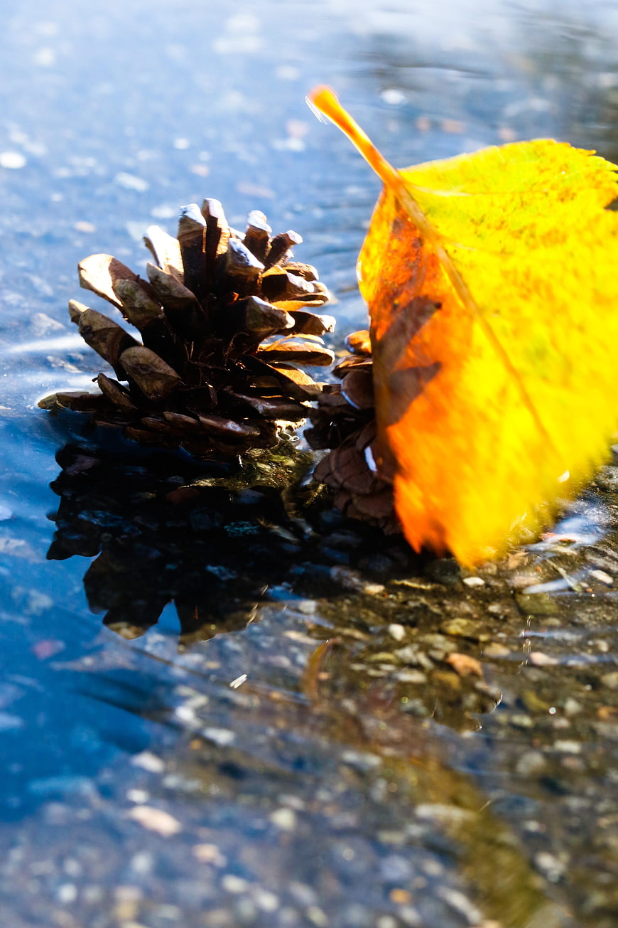 Yellow autumn leaf and pinecone in icy puddle
