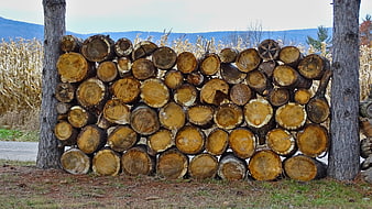 Stack of chopped firewood logs between trees in autumn