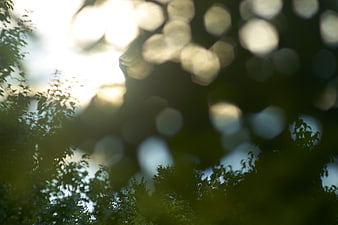 Abstract Green Forest Bokeh Background with Sunlight