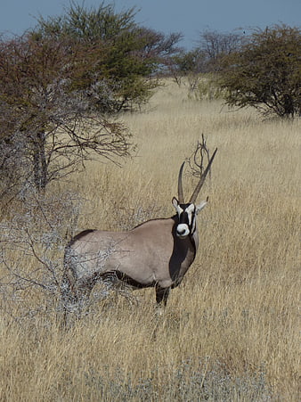 Gemsbok Oryx Standing in Dry African Savanna Grassland