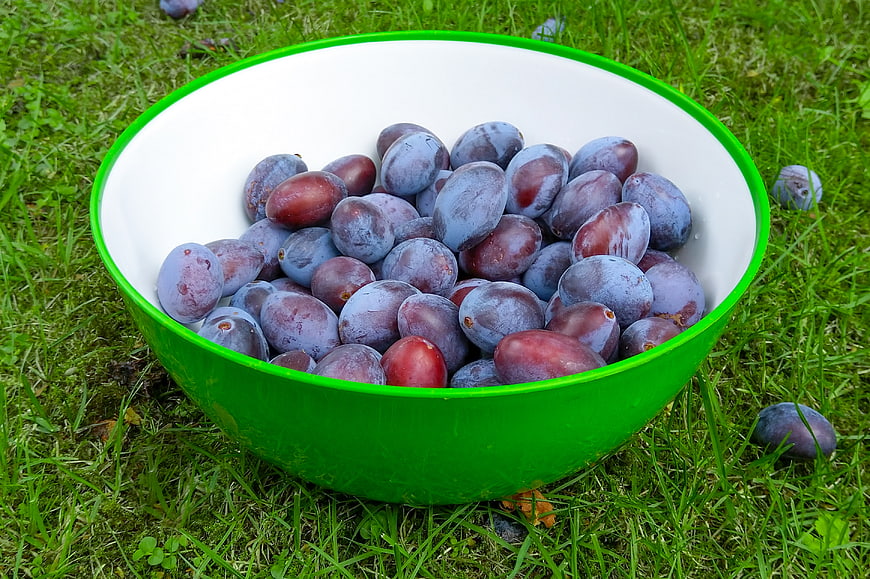 Fresh purple plums in a green bowl on grass