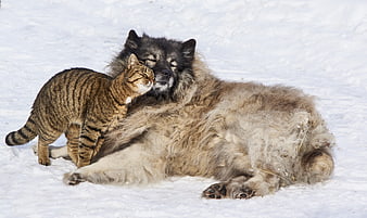 Tabby cat cuddling with fluffy dog in snow