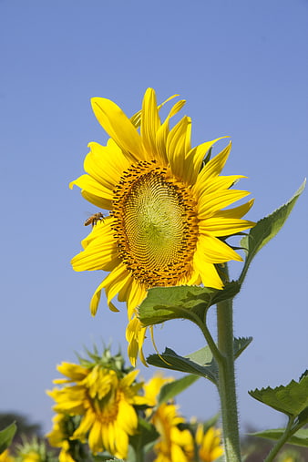 Vibrant Sunflower with Bee Against Blue Sky
