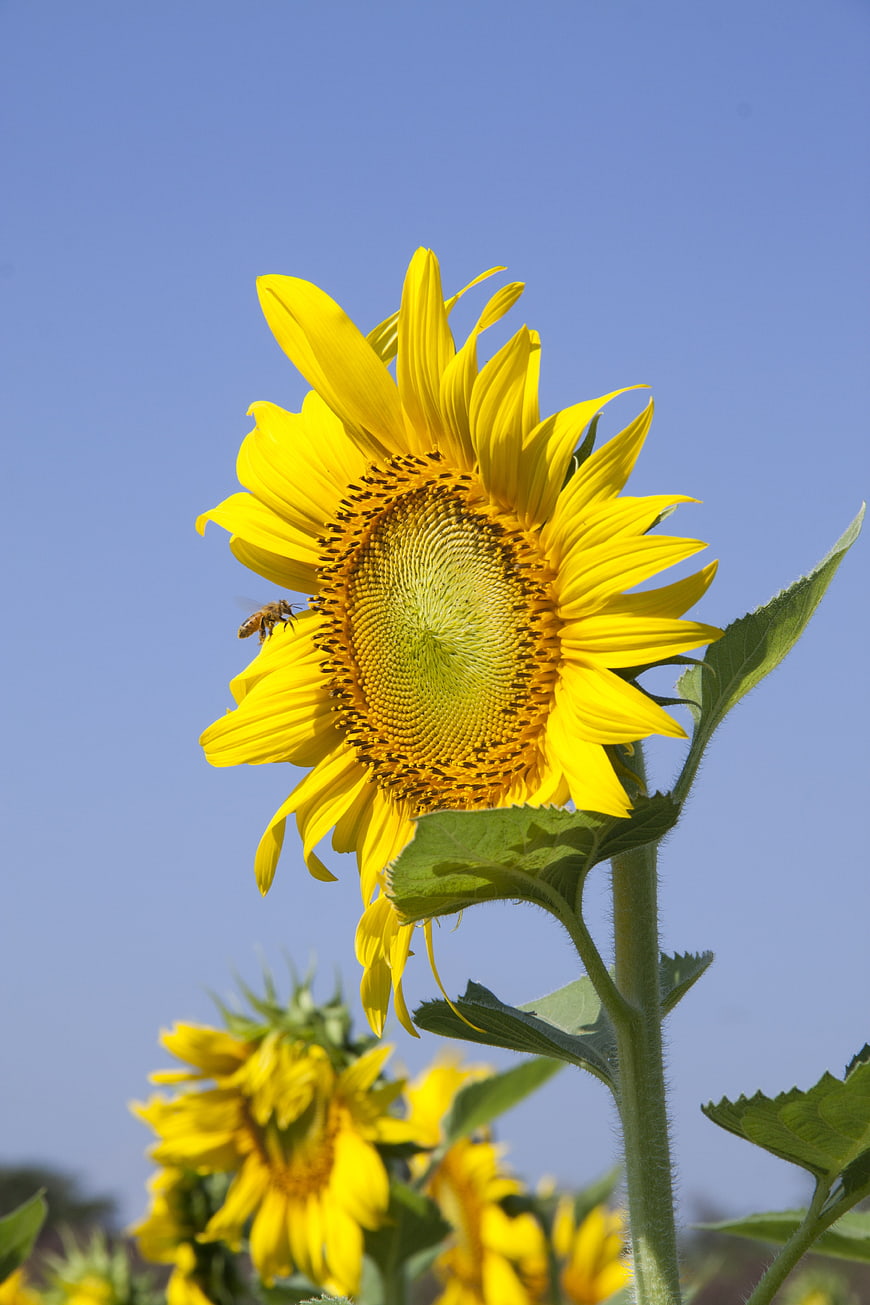 Vibrant Sunflower with Bee Against Blue Sky