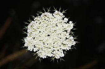 Close-up of white Queen Anne's Lace flower on dark background