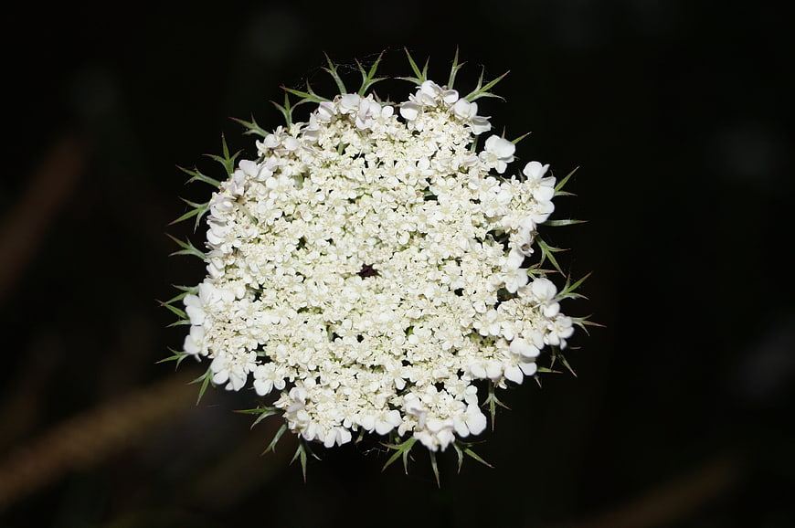 Close-up of white Queen Anne's Lace flower on dark background