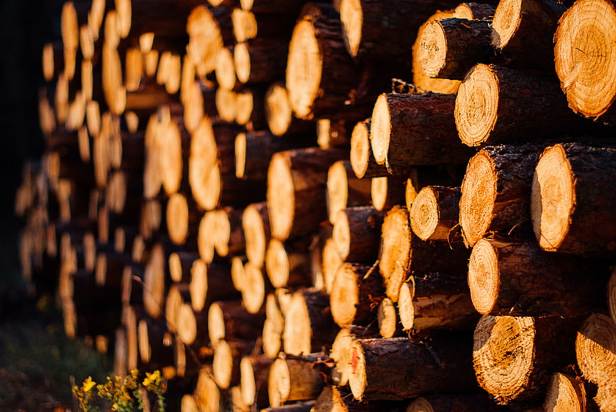 Stacked Firewood Logs in Golden Sunlight