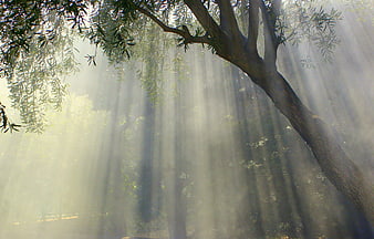 Sunbeams streaming through misty olive tree branches