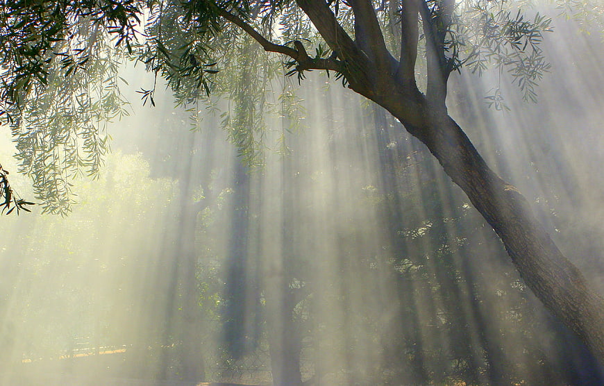 Sunbeams streaming through misty olive tree branches