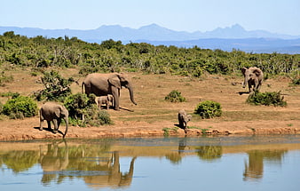 Elephant Herd Drinking at Waterhole with Mountain View