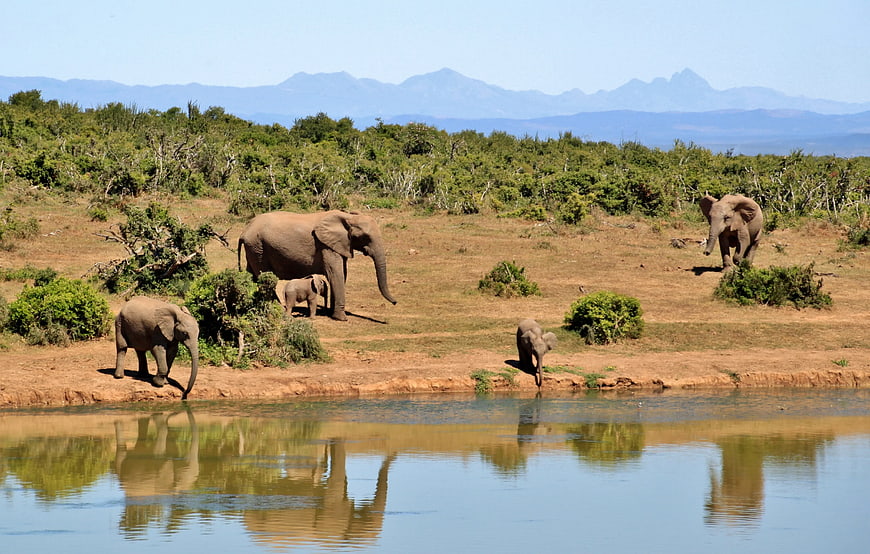 Elephant Herd Drinking at Waterhole with Mountain View