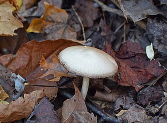 White mushroom growing among brown autumn leaves