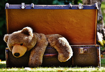 Vintage Teddy Bear Resting in Open Antique Suitcase