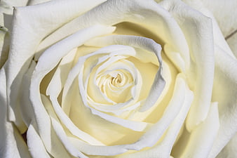 Close-up of a pristine white rose with delicate petals