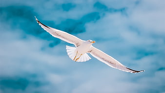 White Seagull Soaring in Blue Sky with Wings Spread