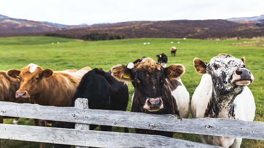 Curious Cows Looking Over Wooden Fence in Green Highland Pasture