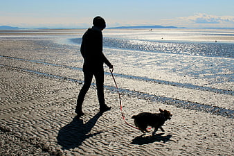 Woman walking corgi dog on sandy beach at low tide