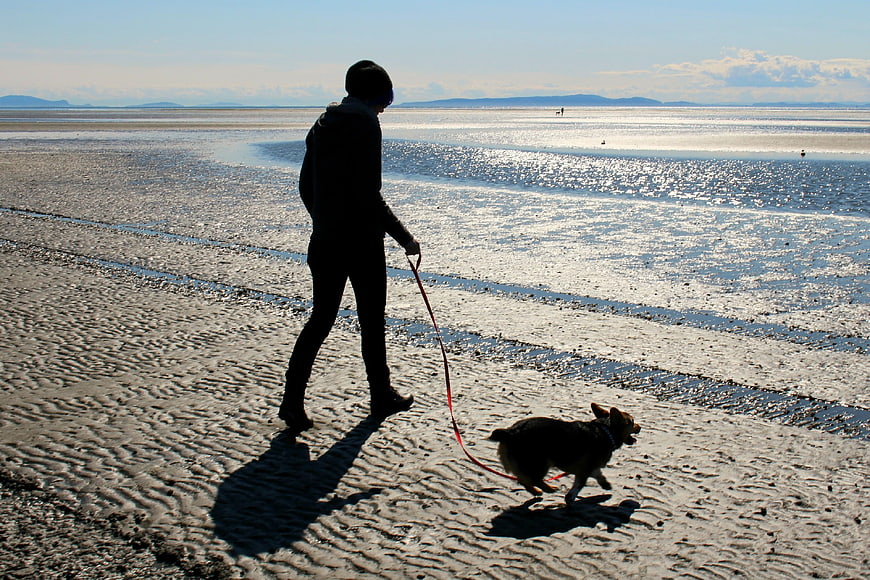 Woman walking corgi dog on sandy beach at low tide