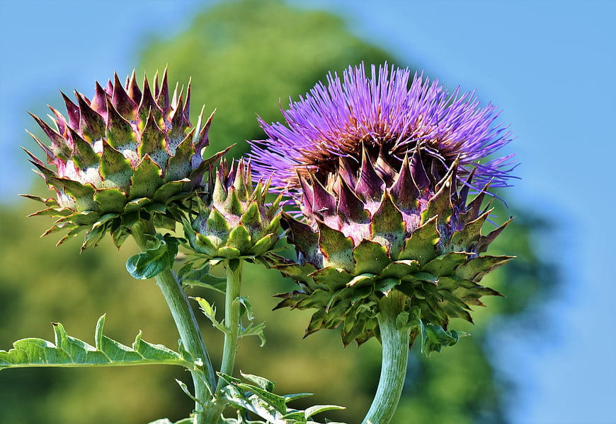 Purple thistle flower and green artichoke buds in natural sunlight
