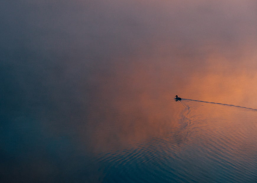 Lone Duck Swimming in Misty Lake at Sunset