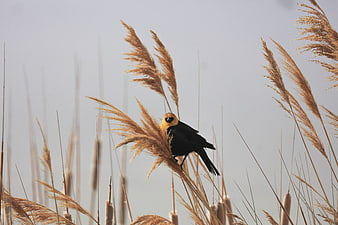 Yellow-headed Blackbird Perched on Dried Reeds