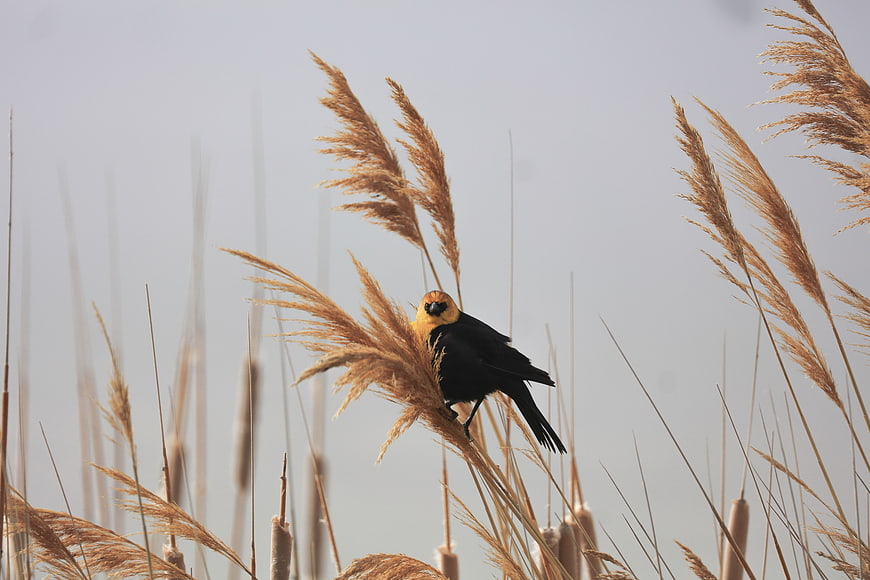 Yellow-headed Blackbird Perched on Dried Reeds