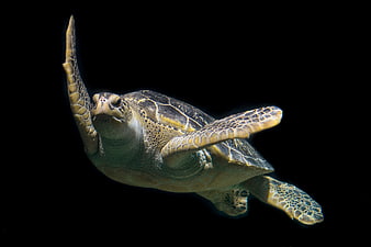 Green Sea Turtle Swimming Against Black Background