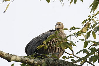 Indian Vulture Perched on Tree Branch in Natural Habitat