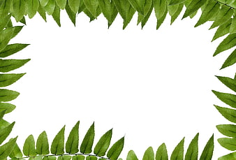 Green Fern Leaf Frame On White Background