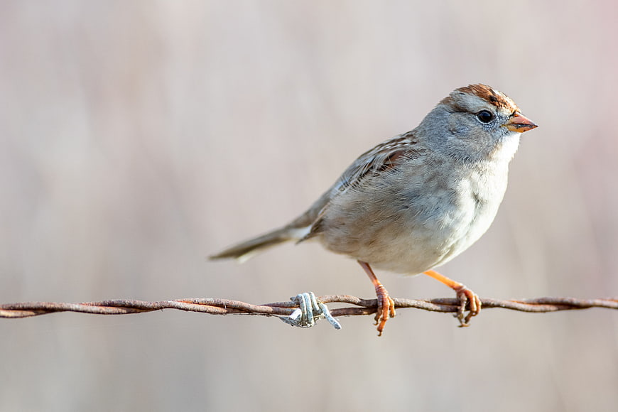 American Tree Sparrow perched on rusty barbed wire