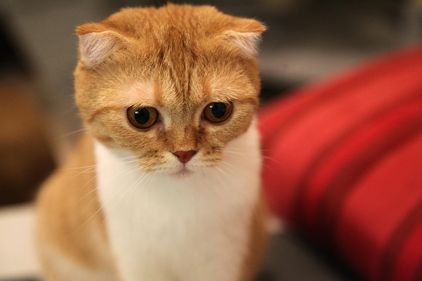 Close-up portrait of a ginger and white Scottish Fold cat