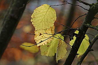 Close-up of yellowing autumn leaves on a forest branch