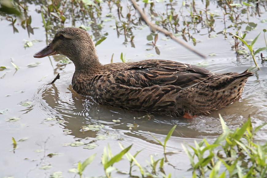 Brown Mallard Duck Swimming in Murky Water