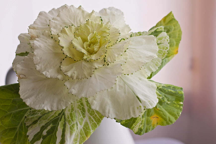 Close-up of ornamental kale with white and green ruffled leaves