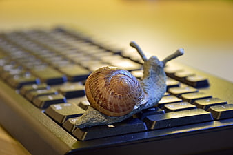 Snail figurine on computer keyboard symbolizing slow technology