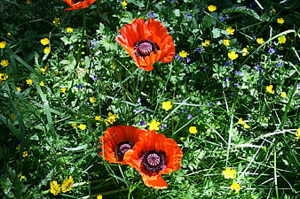 Vibrant red poppies blooming in a lush green meadow
