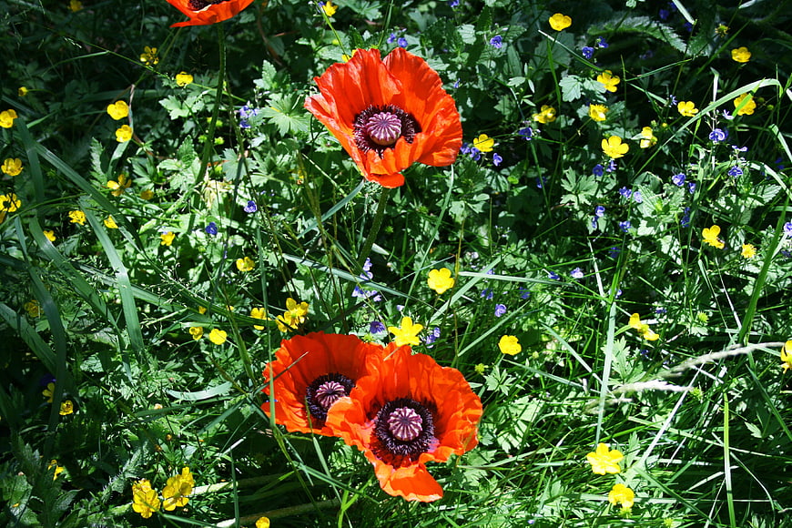 Vibrant red poppies blooming in a lush green meadow