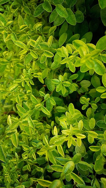 Close-up of vibrant green and yellow variegated boxwood leaves