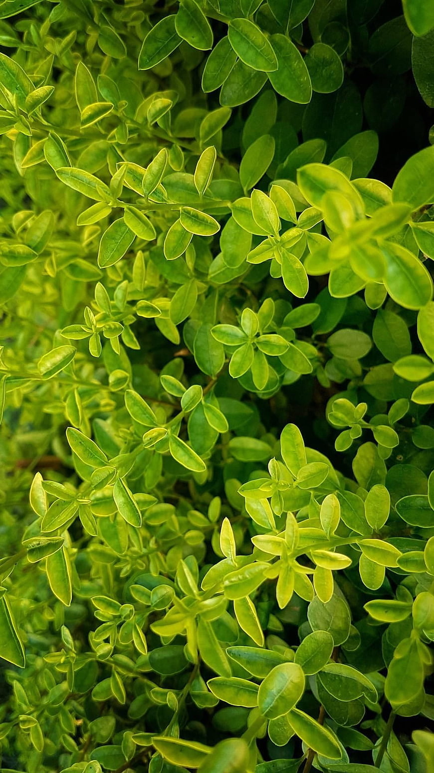 Close-up of vibrant green and yellow variegated boxwood leaves