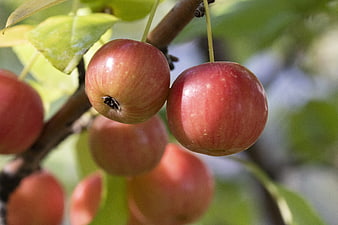 Ripe Red Apples Hanging On A Branch In An Orchard