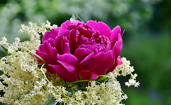 Vibrant Pink Peony and White Elderflower Bouquet Close-Up