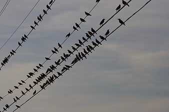 Silhouettes of Birds Perched on Diagonal Power Lines